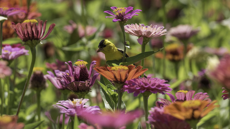 Goldfinch among zinnia flowers