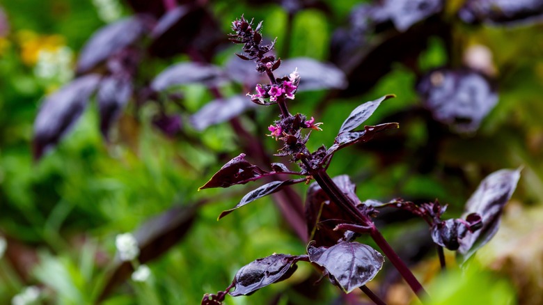 Black Basil (Ocimum basilicum) with pink flowers