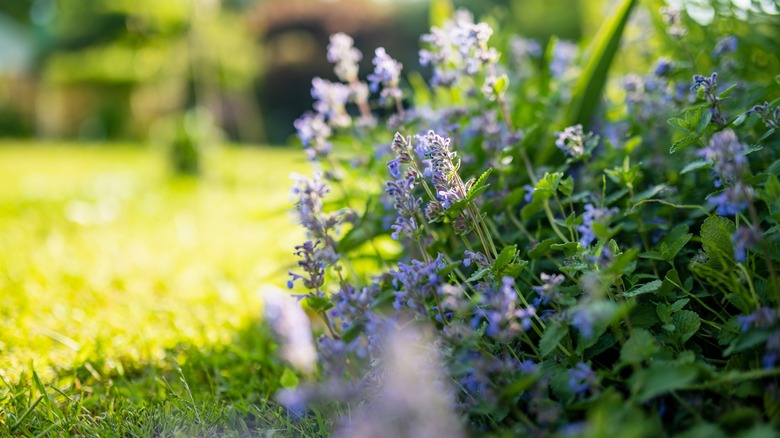 Nepeta cataria flowers in bloom