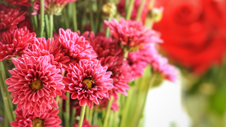 Pink chrysanthemum flowers in a garden