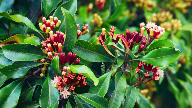 A clove tree with clove buds