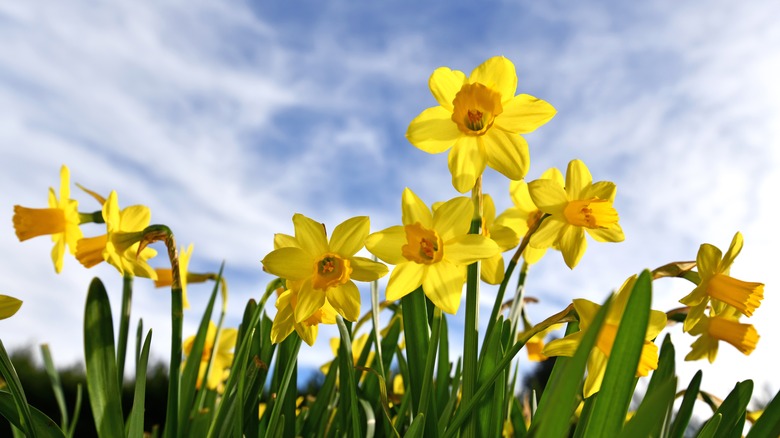 Daffodils growing against a blue sky