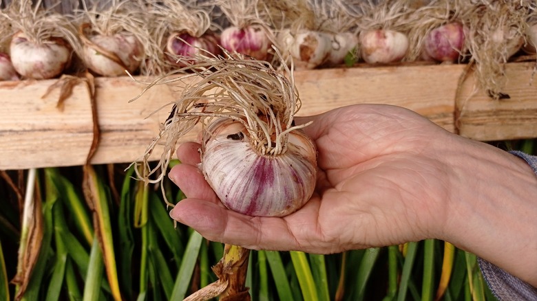 Hand holding a garlic bulb