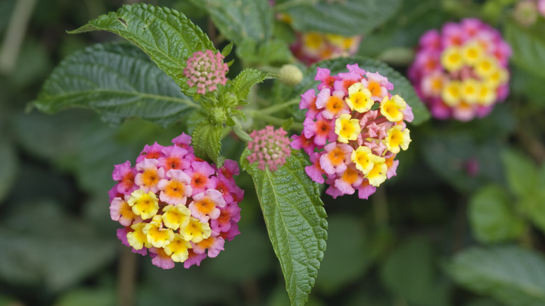 Lantana camara flowers in bloom