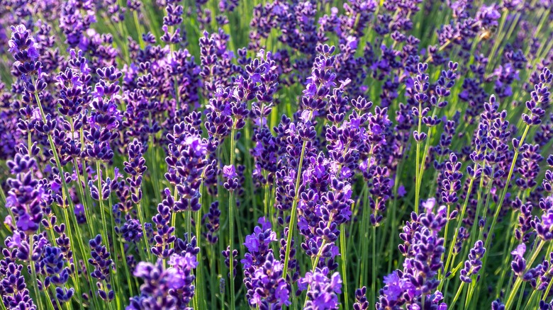 A field of lavender flowers in bloom