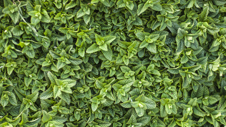 A hedge of mint leaves