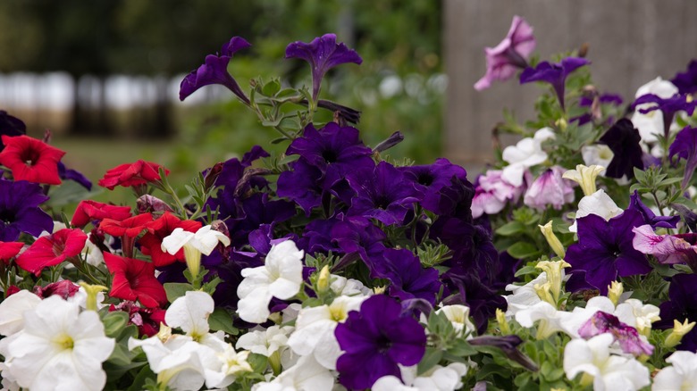 Mulitple colors of petunias in bloom