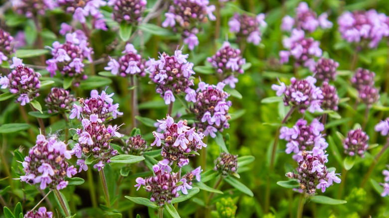 Blooming thyme plants in a field