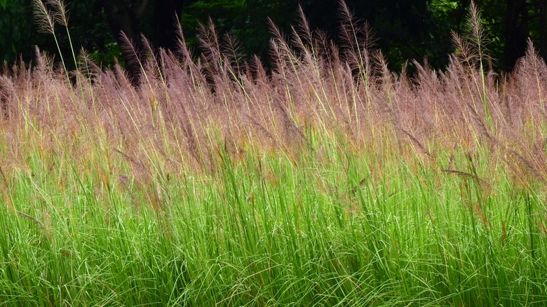 Vetiver grass growing in a field