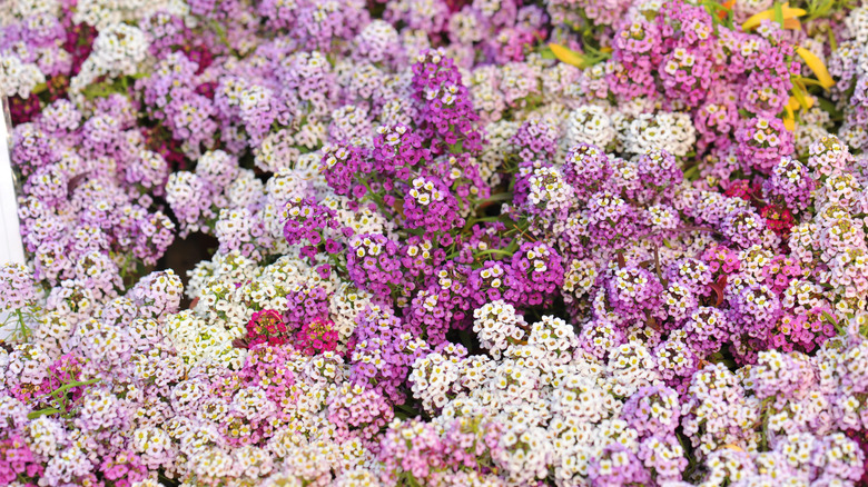 Multicolor alyssum flowers in bloom