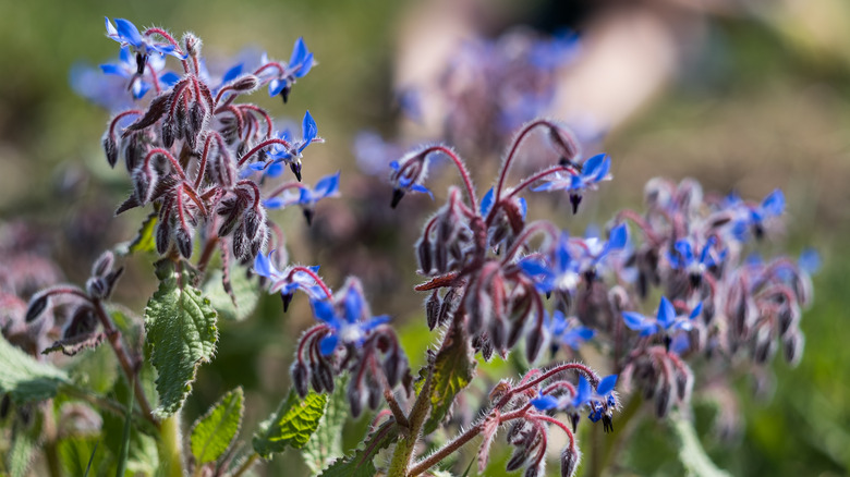 Smalll borage flowers blooming