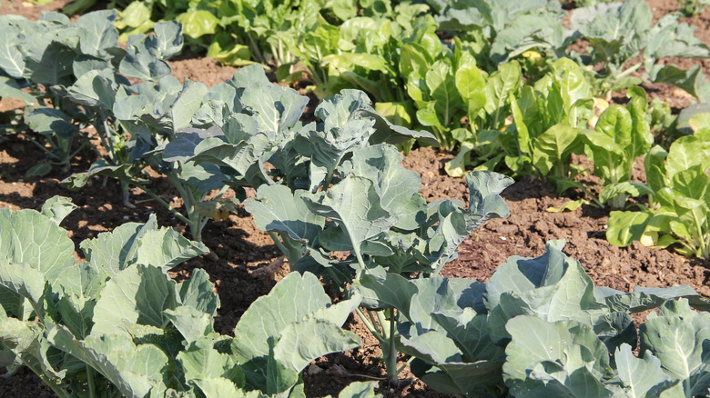 brassicas in garden