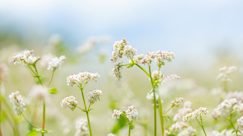 White blooming buckwheat in field