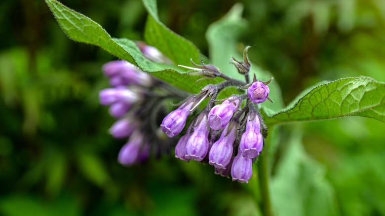 comfrey plant purple bell flowers