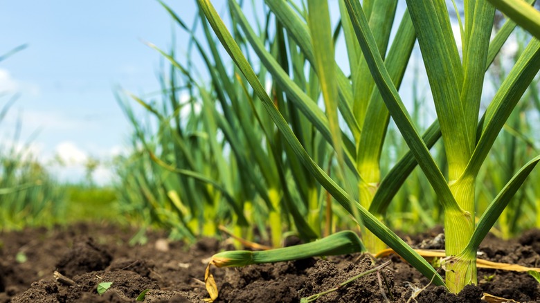 garlic plants in garden