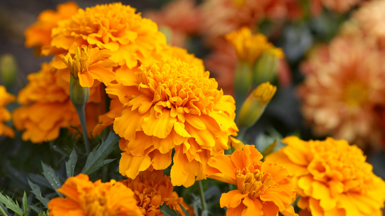 Orange marigolds in bloom