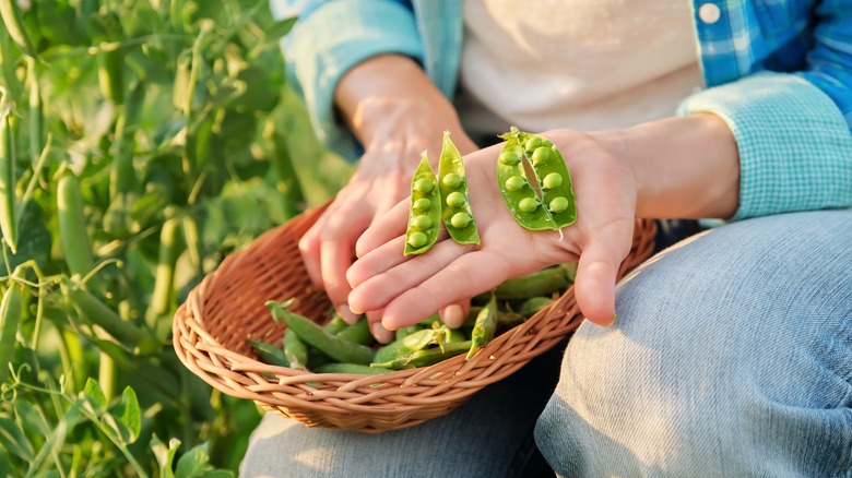 gardener with fresh peas