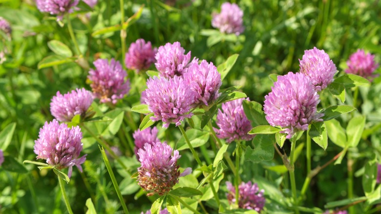 red clover pink flowers