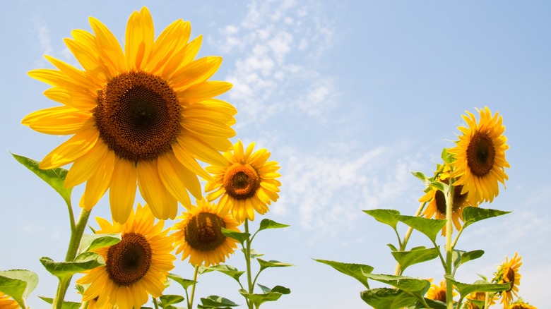 sunflowers blooming in sun