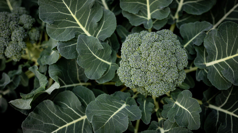 Broccoli plant 