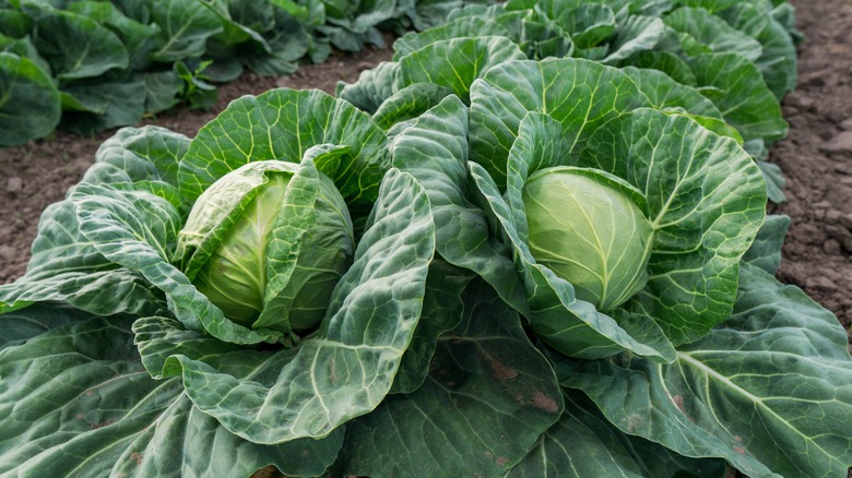 Cabbage plants