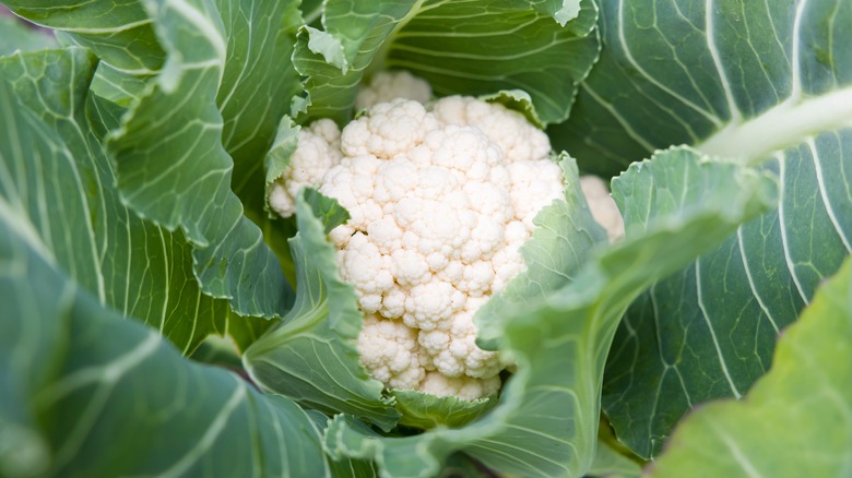 Planted cauliflower