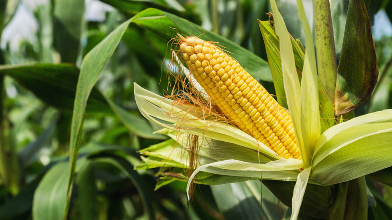 Shucked corn stalk