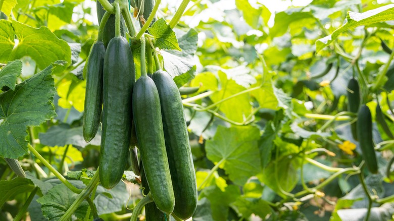 Ripe cucumber plant