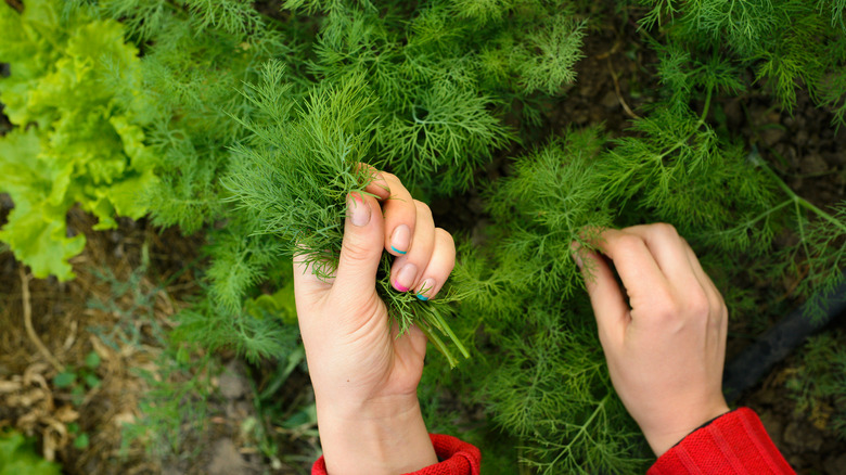 Person harvesting dill plant