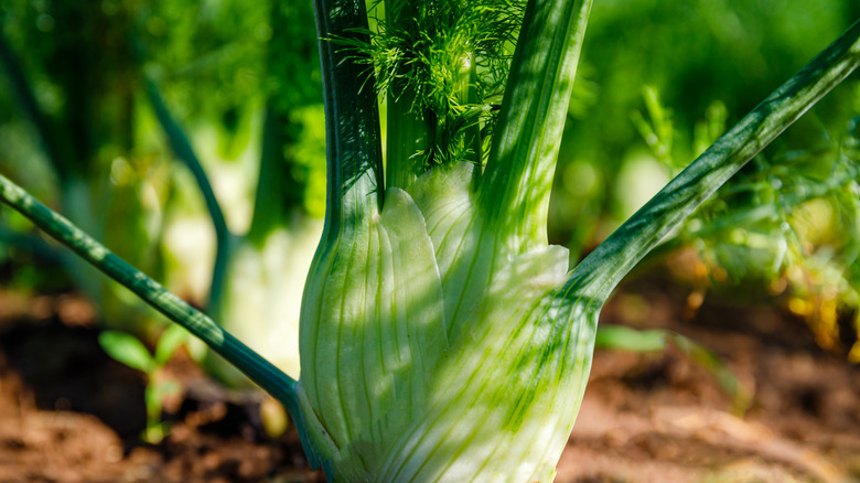 Fennel plant growing in ground