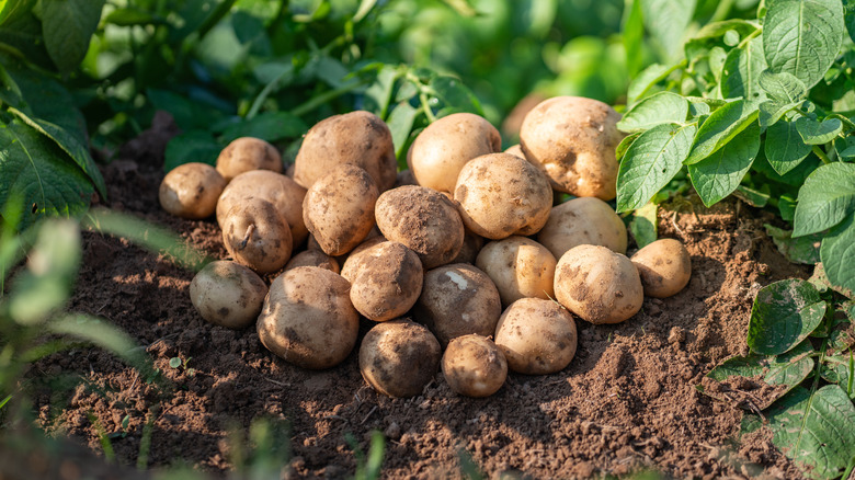 Harvested potatoes in dirt