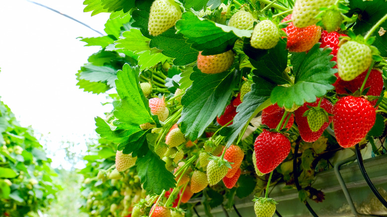 Strawberry plant