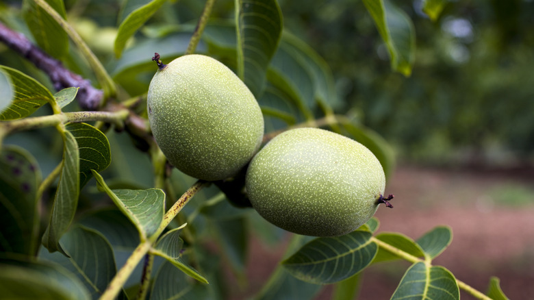 Unripe walnut tree