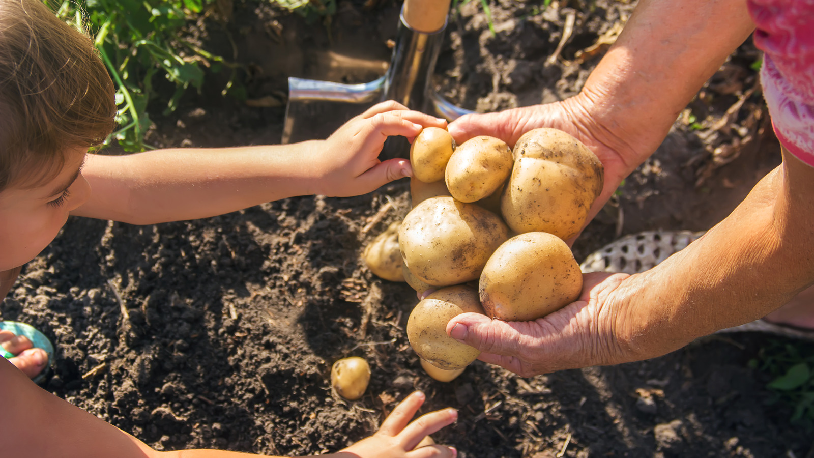 Red potatoes: varieties, growing & cooking - Plantura