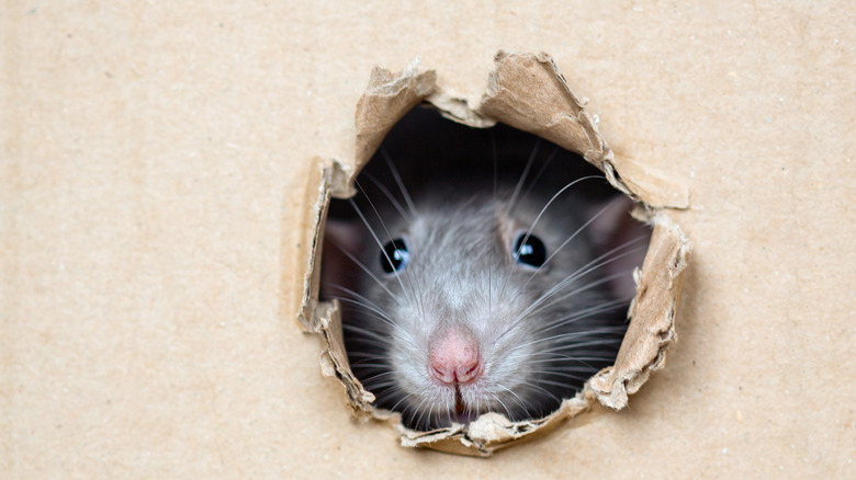 Top 5 Things that Attracts Mouse to Mouse Traps