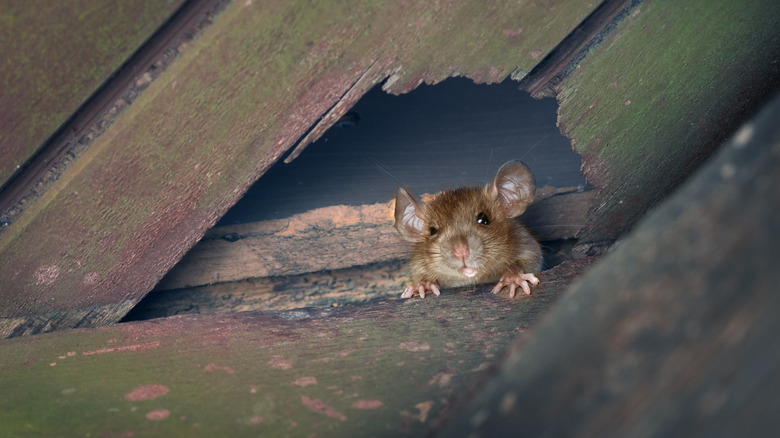 mouse in hole in roof