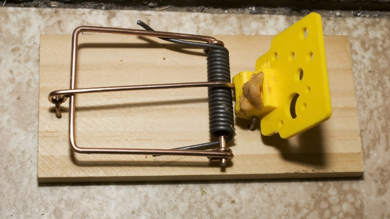 Plastic vs Wooden Mouse Traps: Which is Best?