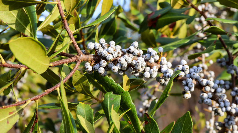 Bayberry trees, also known as wax myrtle, produce berries that are an important food source for birds.