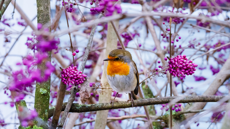 A small robin perches on a branch of beautyberry.