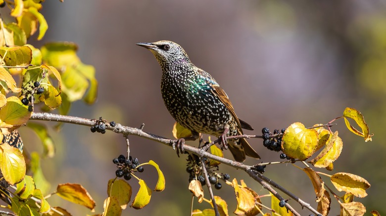 A pretty starling sits on a chokeberry branch in autumn.