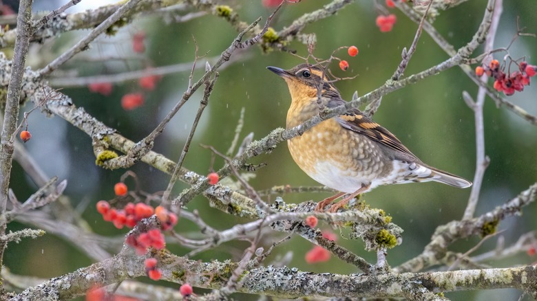 A colorful thrush eats berries from a cotoneaster.