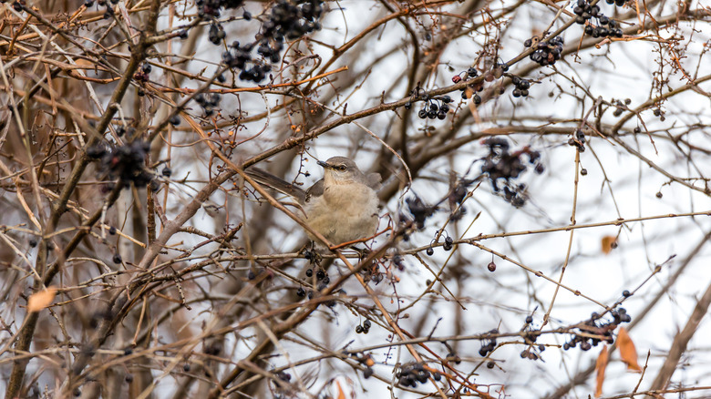 A cute Northern mockingbird sits in an elderberry tree in winter.