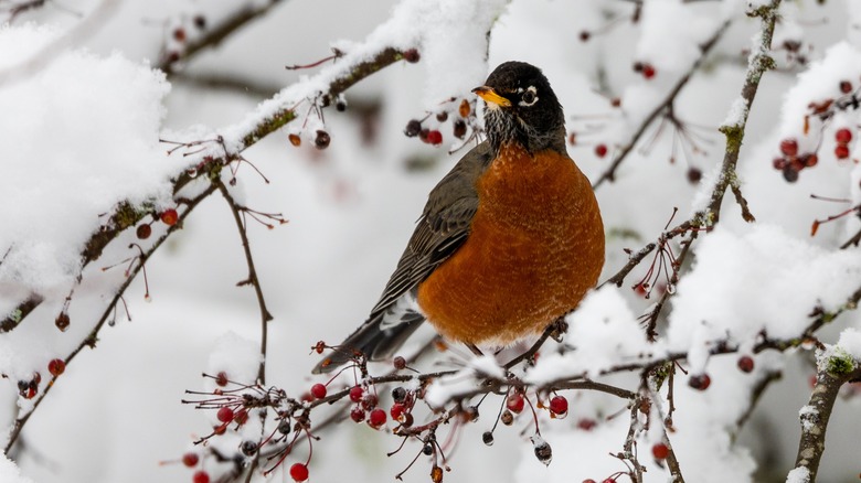 A robin sits in a crabapple tree in winter.