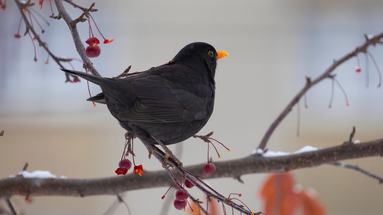 A blackbird sits on a hawthorn branch.