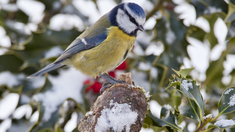 A bird sits in holly bush in winter.