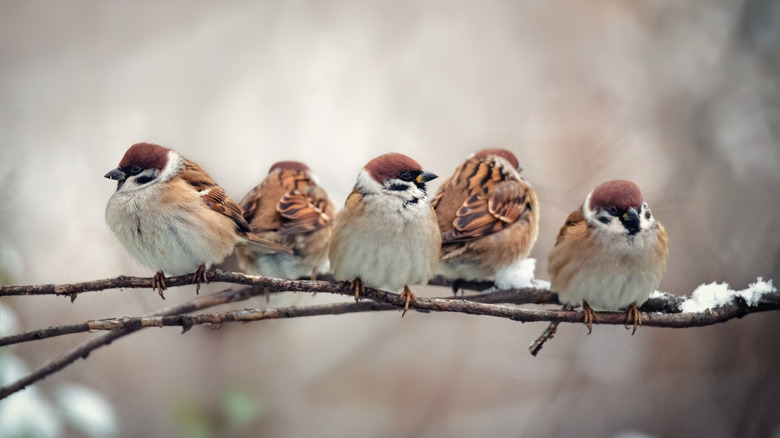 Sparrows sit on a tree branch in winter.