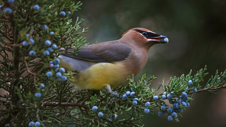 A handsome cedar waxwing eats juniper berries from a shrub in winter.