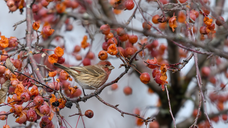 A finch perches in a serviceberry tree.