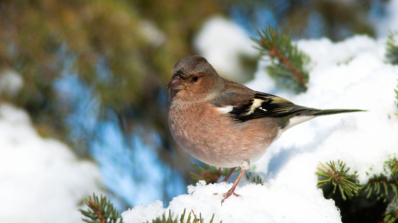 A befuddled finch perches on a spruce tree branch in winter.