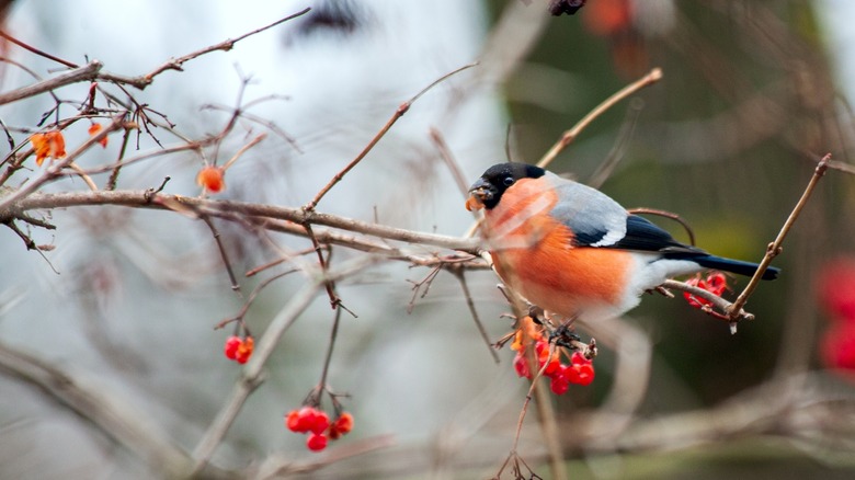 A bullfinch eats berries from a viburnum shrub.